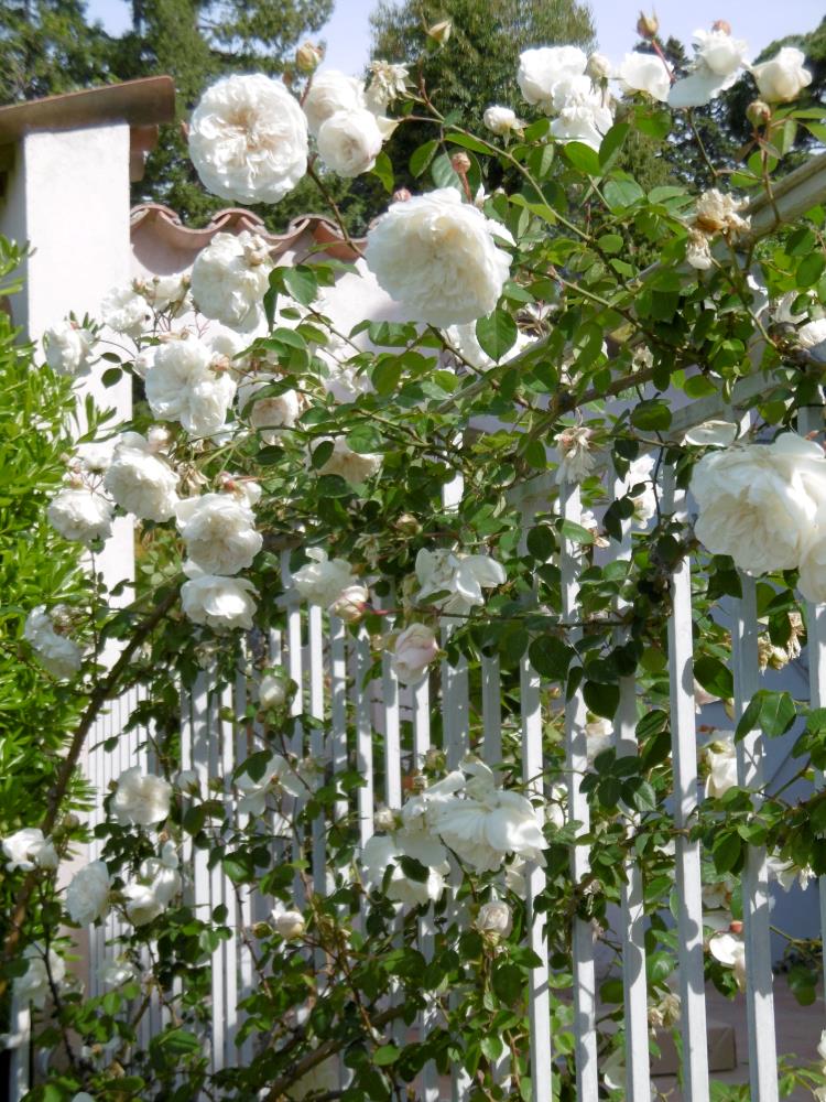 Hvite roser som blomstrer på en vintreet med grønne blader, klatrer opp i et hvitt stakittgjerde, under en solfylt himmel.
